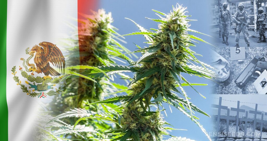 Senado legaliza uso lúdico de la marihuana