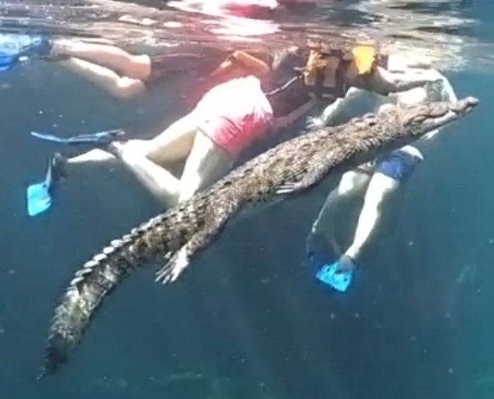 Conoce a Panchito, el cocodrilo que nada con turistas en un cenote de Tulum