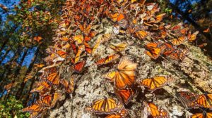 Cae 26% presencia de mariposas monarca en santuarios de México