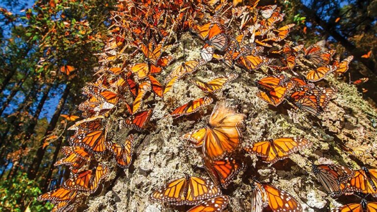 Cae 26% presencia de mariposas monarca en santuarios de México