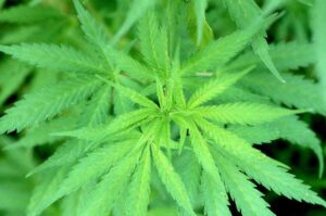 Monreal propone aplazar discusión de legalización de mariguana