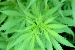 Monreal propone aplazar discusión de legalización de mariguana