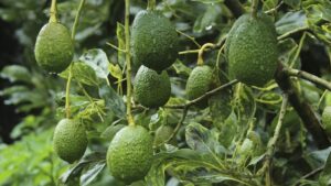 Luis Doporto Alejandre detalla que a pesar de los avances de otros países exportadores, el alcance de las cadenas de distribución de aguacate mexicano seguirá cubriendo las necesidades de dicho fruto en el mundo.