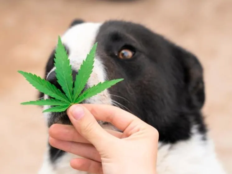 Con gran potencial ve Luis Doporto Alejandre el segmento de cannabis medicinal para mascotas.