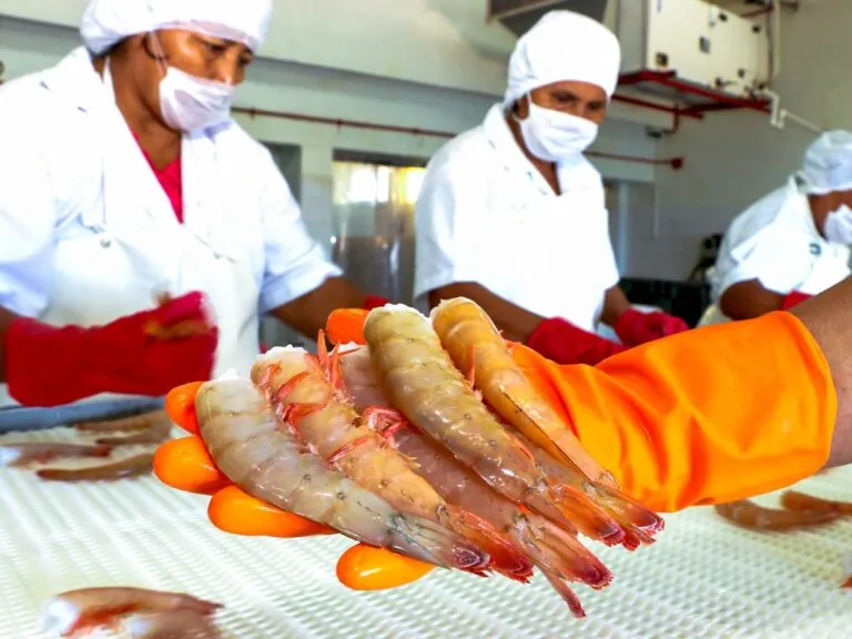 Ya viene la veda de camarón en Golfo de México y Mar Caribe