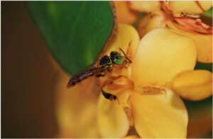 abejas
