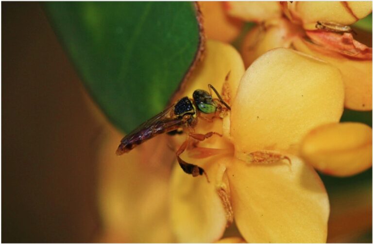 abejas