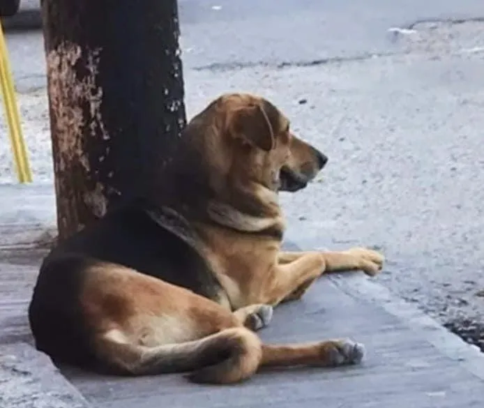 En Guerrero, cayó el primer vinculado a proceso por maltrato animal