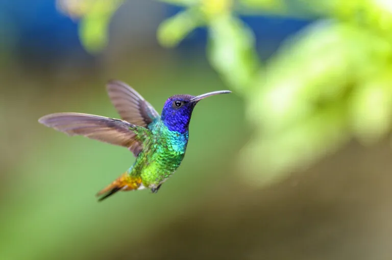 Avistan dos especies de colibríes en Chapultepec