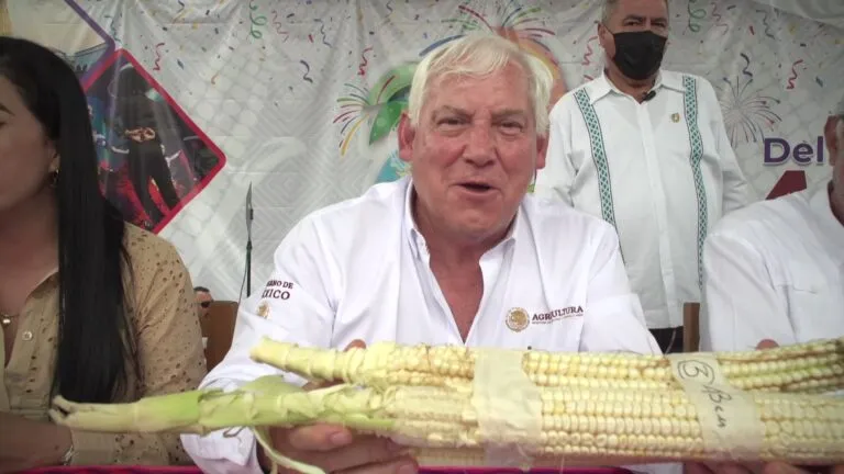 Premian el elote más grande del mundo y está en Nayarit