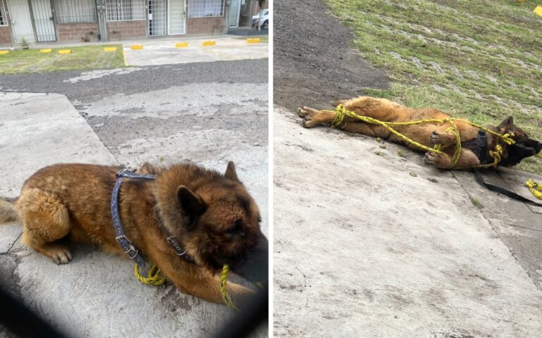 Van contra asesinos de Kuko, perro guía en el Edomex