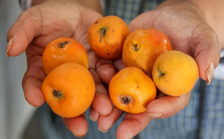 Garantizado abasto de amaranto, calabaza y tejocote